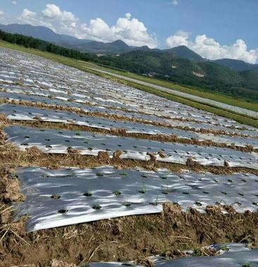 傲隆银黑双色地膜 守护农田的多功能利器